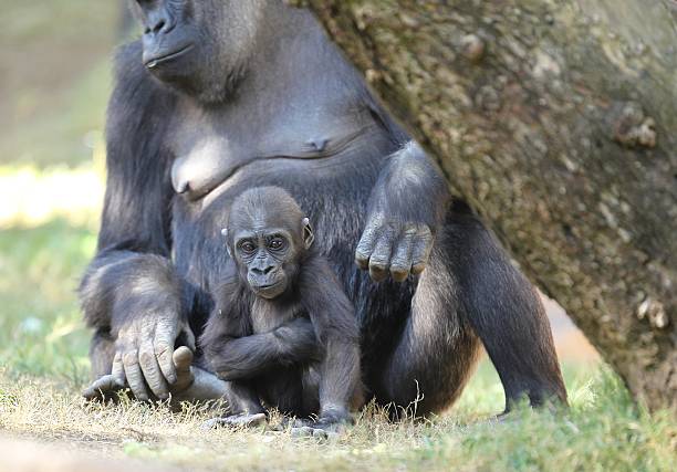 istock Mother gorilla with baby. 506008092