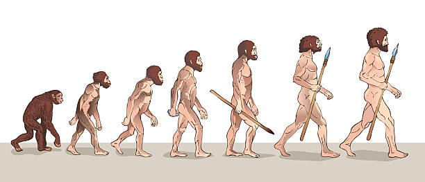 menschliche evolution. historische illustrationen. - evolution stock-grafiken, -clipart, -cartoons und -symbole