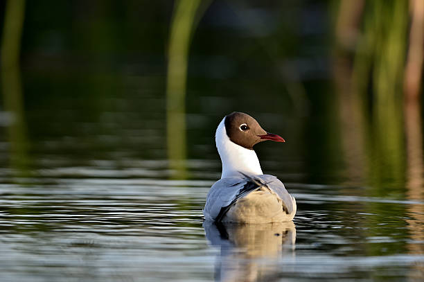 la gaviota reidora - common black headed gull fotografías e imágenes de stock