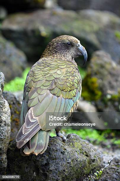 Kea Mountain Parrot Native To New Zealand Stock Photo - Download Image Now  - Animal, Animal Wildlife, Animals In The Wild - iStock