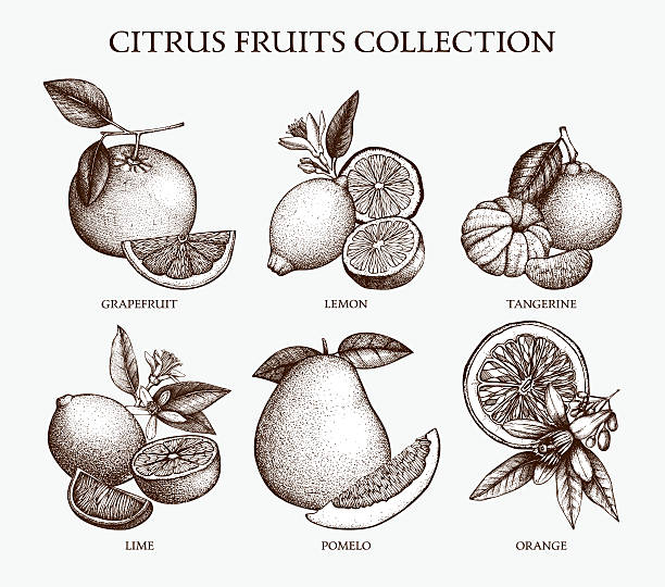 Vector illustration of highly detailed citrus fruits sketch Vintage Ink hand drawn collection of citrus fruits isolated on white background. citrus stock illustrations
