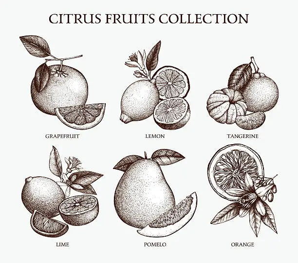 Vector illustration of Vector illustration of highly detailed citrus fruits sketch