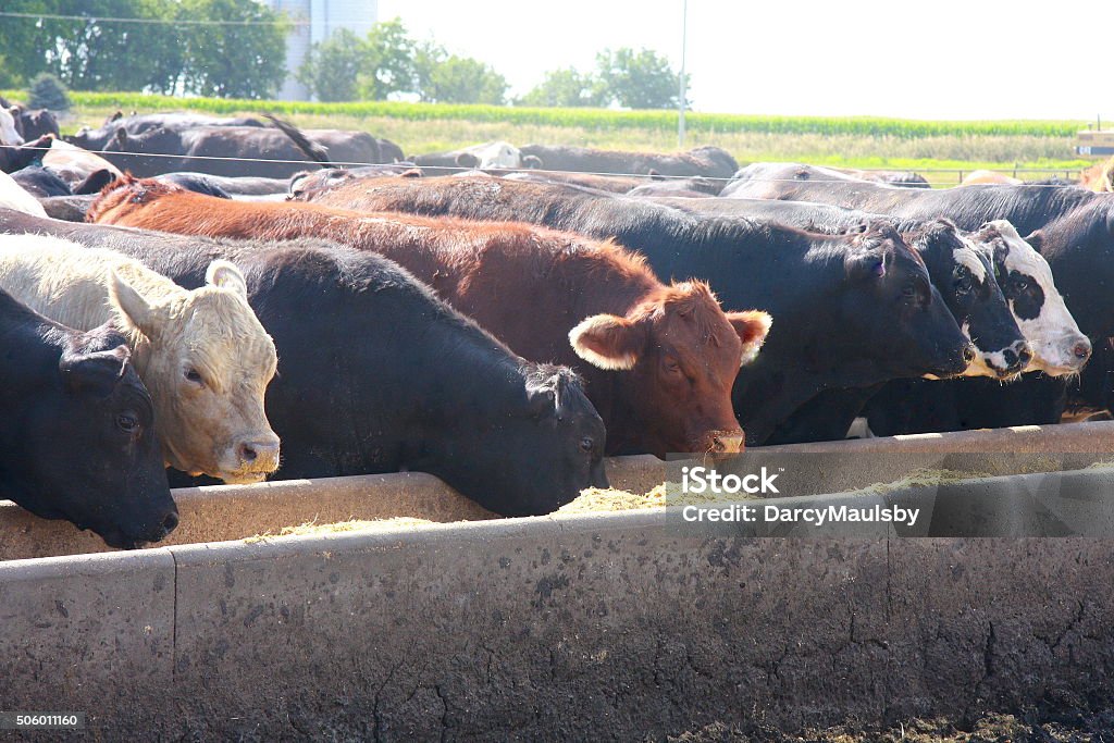 Feedlot Cattle Eat Breakfast on an Iowa Farm The morning sun illuminates these cattle in a feedlot in western Iowa on a summer day.  Feeding Stock Photo