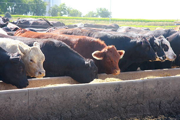 Feedlot Cattle Eat Breakfast on an Iowa Farm The morning sun illuminates these cattle in a feedlot in western Iowa on a summer day.  beef cattle feeding stock pictures, royalty-free photos & images