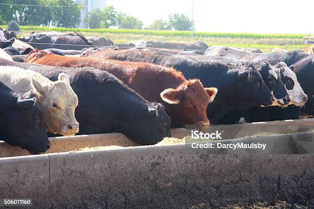 Feedlot Cattle Eat Breakfast On An Iowa Farm Stock Photo - Download Image Now - Feeding, Cattle, Cereal Plant