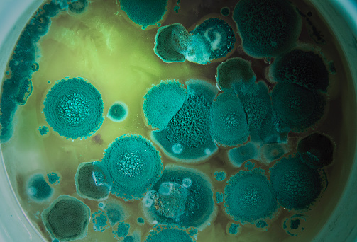 Beautiful abstract photography of mold  in a pan