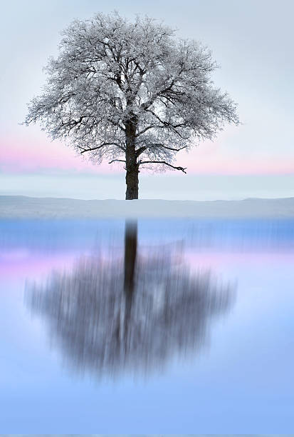 istock Tree with rime frost in winter landscape 506012112
