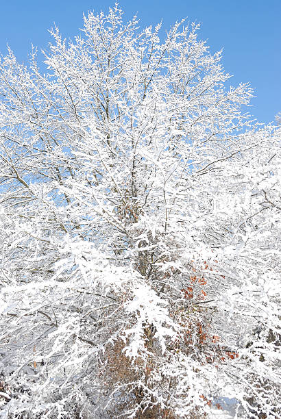Fluffy white snow covers limbs and weighs them down