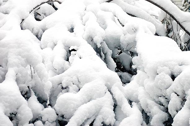 Fluffy white snow covers limbs and weighs them down