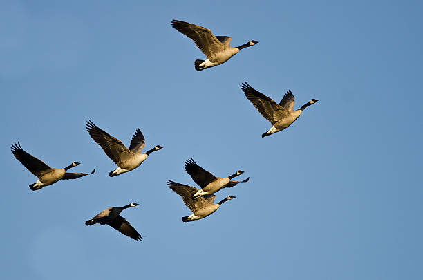 istock Flock of Canada Geese Flying in a Blue Sky 506012612