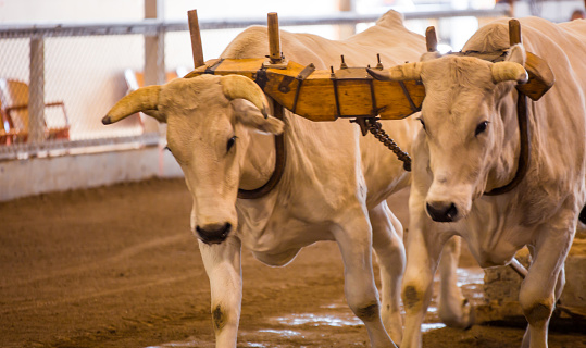 Oxen pulling at a state fair in america