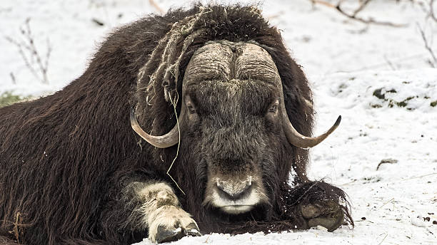 istock Muskox in snow 506013858