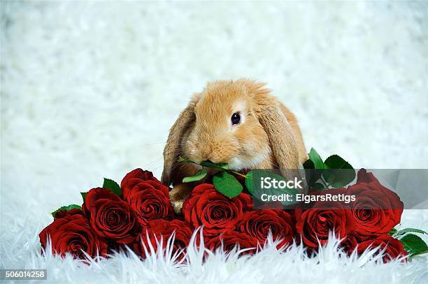 Linda Conejo Realice Una Hoja En Boca De Rosas Foto de stock y más banco de imágenes de Acostado - Acostado, Animal, Color - Tipo de imagen - iStock Linda Conejo Realice Una Hoja En Boca De Rosas Foto de stock y más banco de imágenes de Acostado - Acostado, Animal, Color - Tipo de imagen - iStock