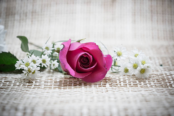 istock Focus Red Rose, in concept flower backgroud 506015786