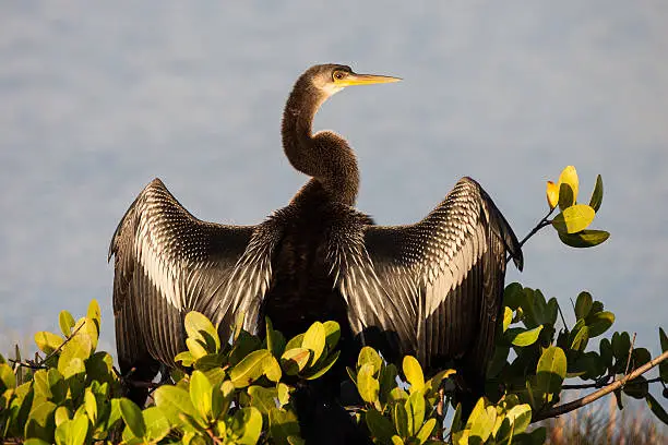 An anhinga drying its wings in the early morning sun.