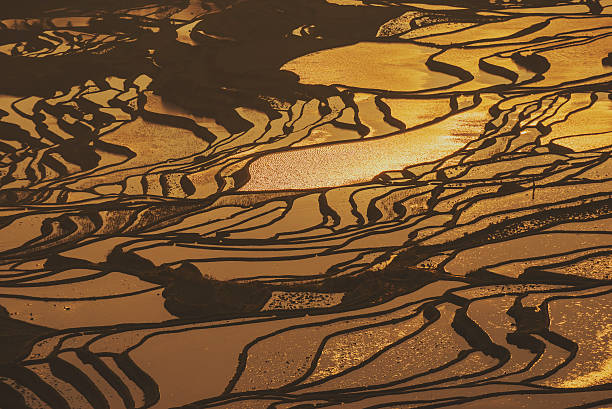 istock Details of rice fields on terraced in yuanyang,china 506016984