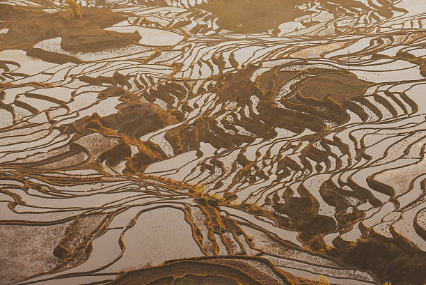 istock Details of rice fields on terraced in yuanyang,china 506017016