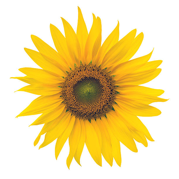 istock Yellow Sunflower isolated on white background 506017036