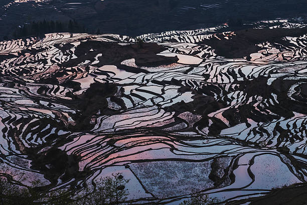 istock Details of rice fields on terraced in yuanyang,china 506017412