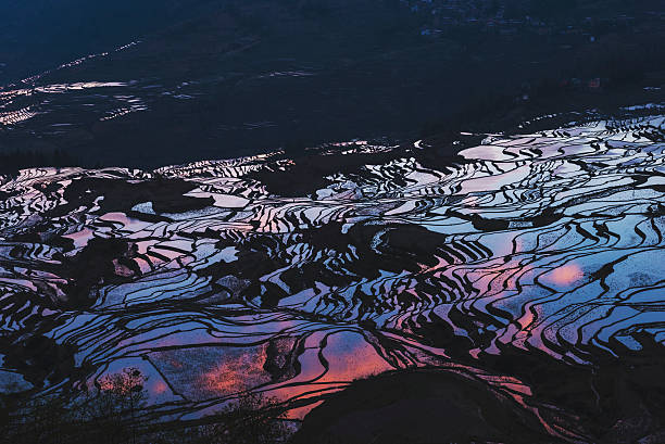 istock Details of rice fields on terraced in yuanyang,china 506017452