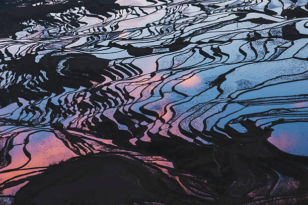 istock Details of rice fields on terraced in yuanyang,china 506017488