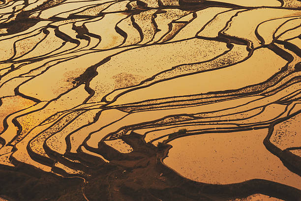 istock Details of rice fields on terraced in yuanyang,china 506017628