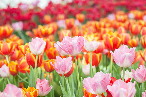 istock colorful of tulips flowers field .selective focus. 506017782