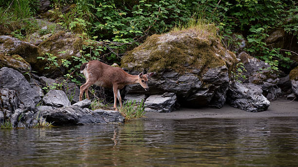 istock adult doe on riverbank looking into water 506019064
