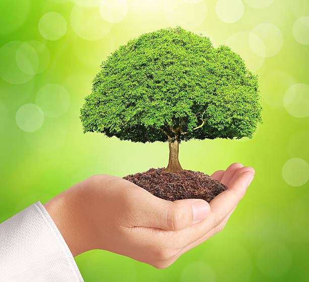 istock holding green plant in hand 506019332