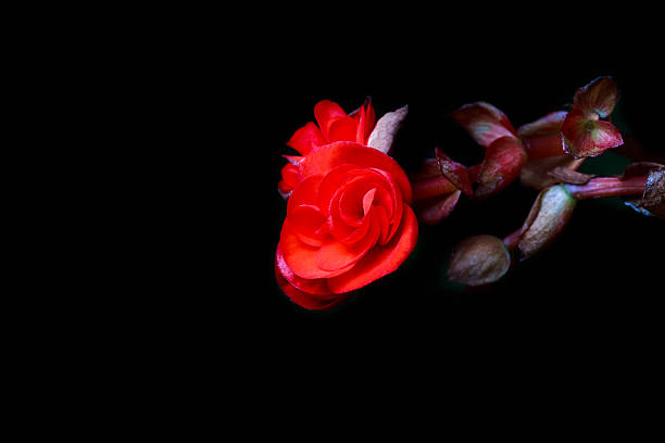 istock red begonia flowers on black background 506030084