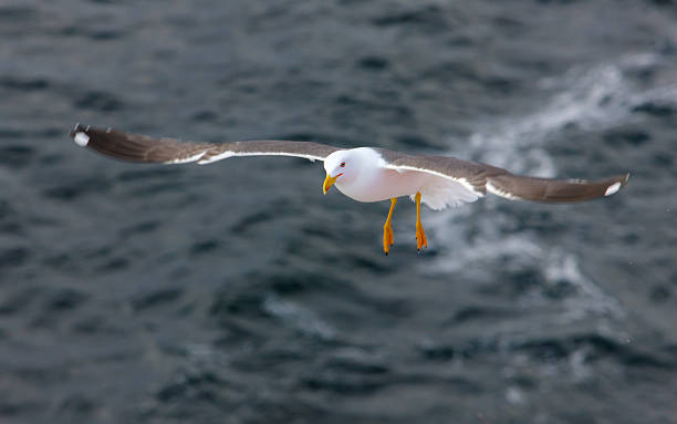 istock seagull over the sea waves 506030238