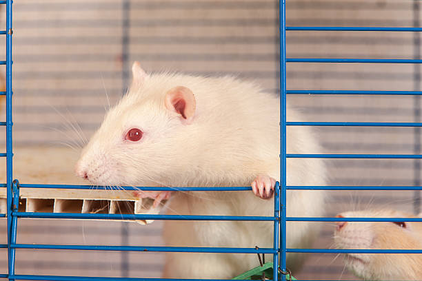 istock domestic rat in a cage 506030912