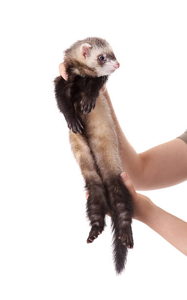 istock domestic polecat on a white background 506031260