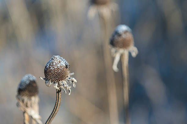 istock Dry flower stalk sprinkled with snow 506031464