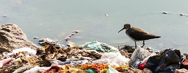 인도어 걸리죠 dowitcher 청구 - pollution sea toxic waste garbage 뉴스 사진 이미지