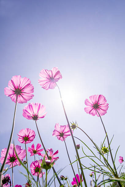 istock Pink cosmos flower field in autumn 506033186