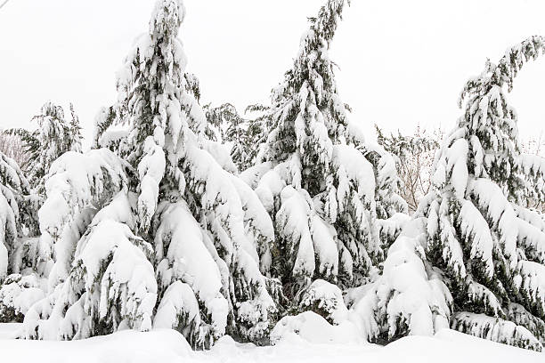 Abeto de árboles repleto de nieve después de un nevadas - foto de stock