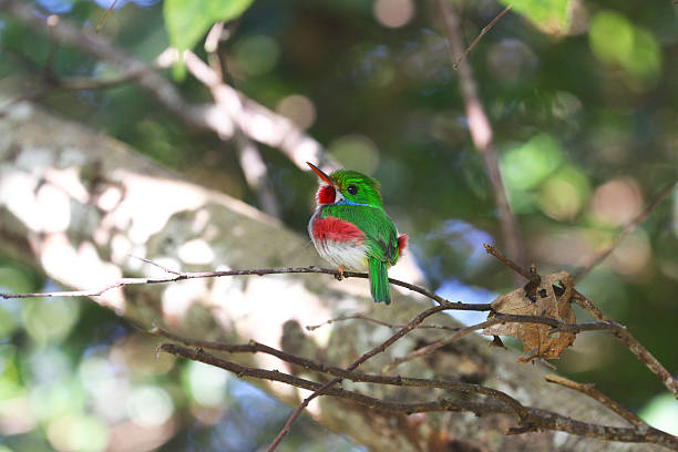 istock Cuban tody in Cuba 506035258