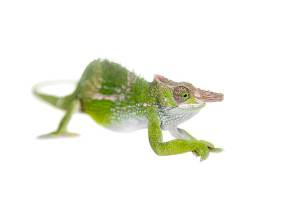 istock Fischer's chameleon, Kinyongia fischeri on white 506035432