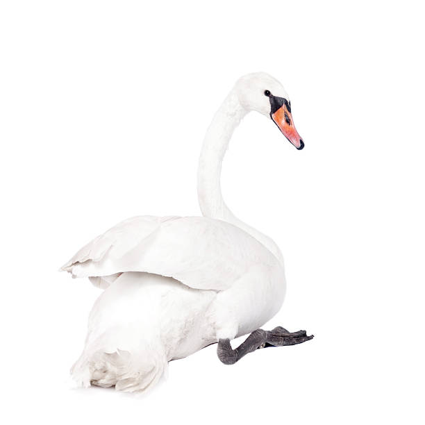 istock The mute swan, cygnus olor, on white 506035638