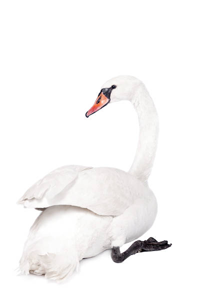 istock The mute swan, cygnus olor, on white 506035662