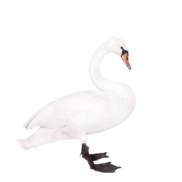 istock The mute swan, cygnus olor, on white 506035684