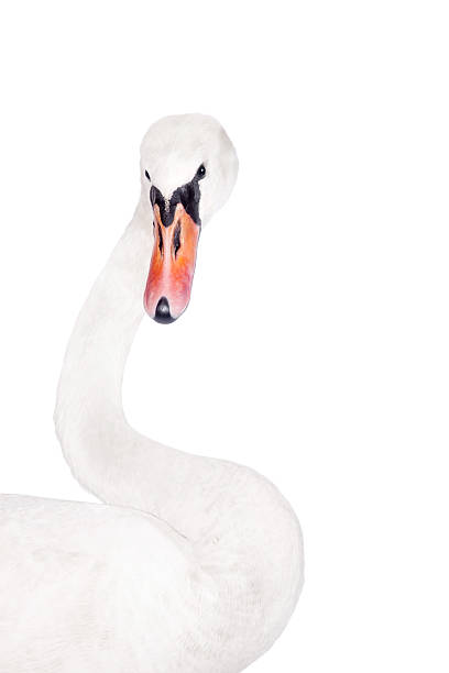 istock The mute swan, cygnus olor, on white 506035704