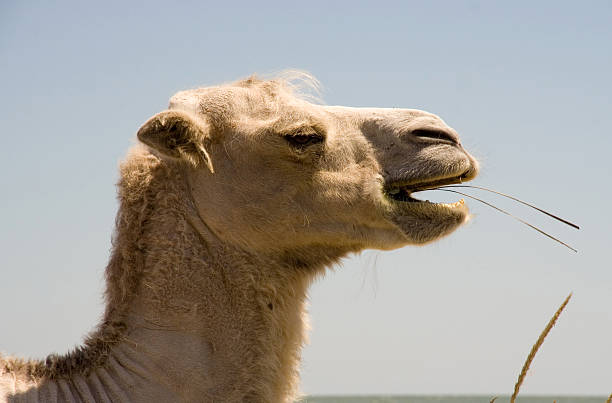 istock The head of a camel chewing 506035778