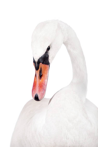 istock The mute swan, cygnus olor, on white 506035780
