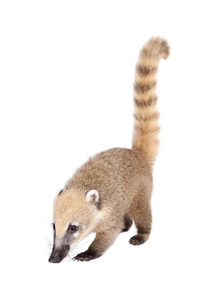 quati américa do sul, nasua nasua, baby no branco - coati - fotografias e filmes do acervo