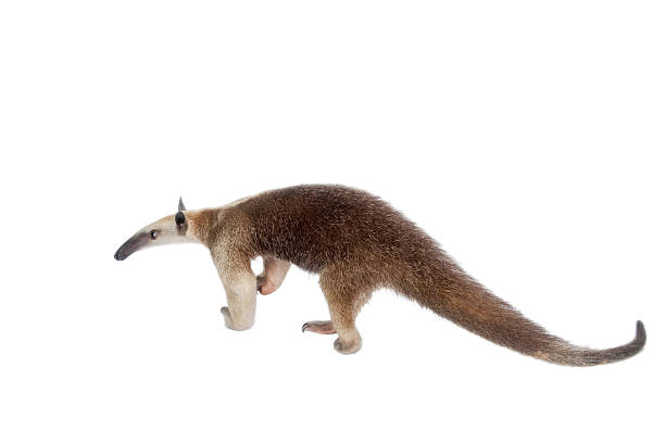 istock Collared Anteater, Tamandua tetradactyla on white 506036148