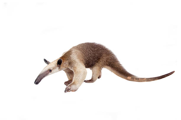 camisa oso hormiguero, tamandua tetradactyla sobre blanco - oso hormiguero fotografías e imágenes de stock