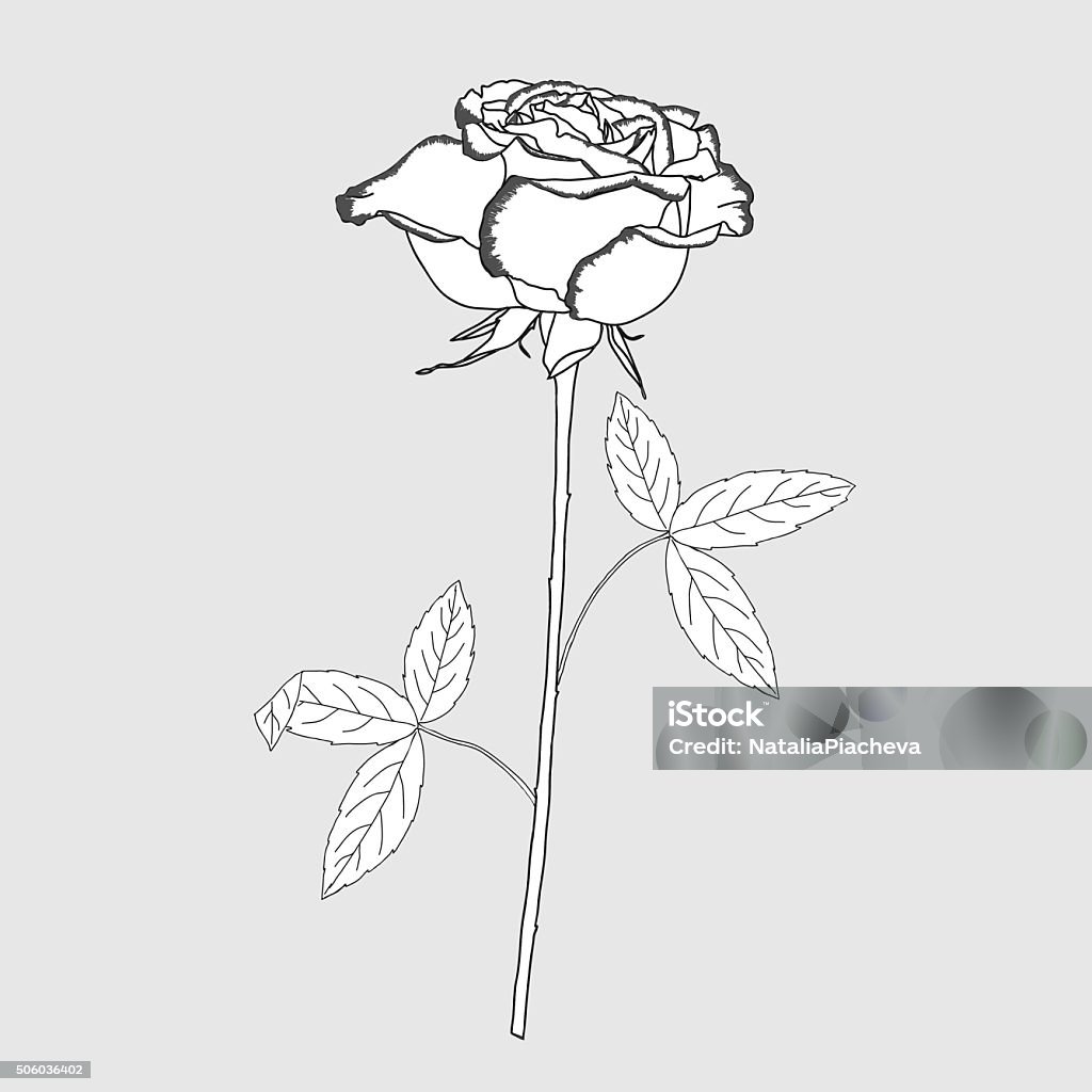 One Rose Sketch Black And White Stock Illustration - Download ...