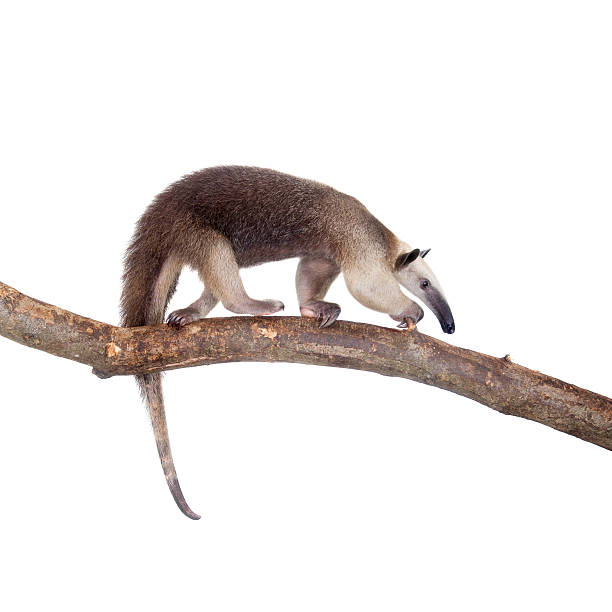 istock Collared Anteater, Tamandua tetradactyla on white 506036432